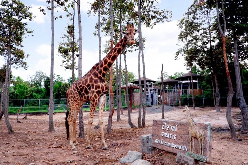 Chiang Mai, Thailand